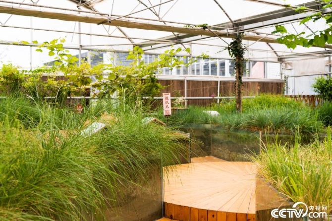 【新時(shí)代·幸福美麗新邊疆】小草也有大講究 “智慧”開出生態(tài)修復(fù)新“良方” 【新時(shí)代·幸福美麗新邊疆】小草也有大講究 “智慧”開出生態(tài)修復(fù)新“良方”