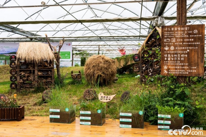 【新時(shí)代·幸福美麗新邊疆】小草也有大講究 “智慧”開出生態(tài)修復(fù)新“良方” 【新時(shí)代·幸福美麗新邊疆】小草也有大講究 “智慧”開出生態(tài)修復(fù)新“良方”
