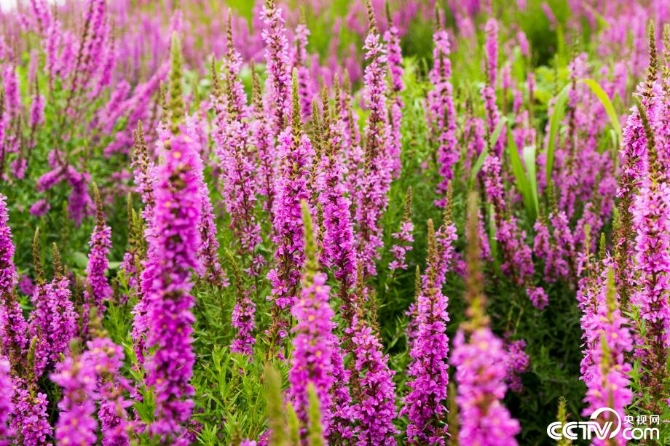 【新時(shí)代·幸福美麗新邊疆】小草也有大講究 “智慧”開出生態(tài)修復(fù)新“良方” 【新時(shí)代·幸福美麗新邊疆】小草也有大講究 “智慧”開出生態(tài)修復(fù)新“良方”