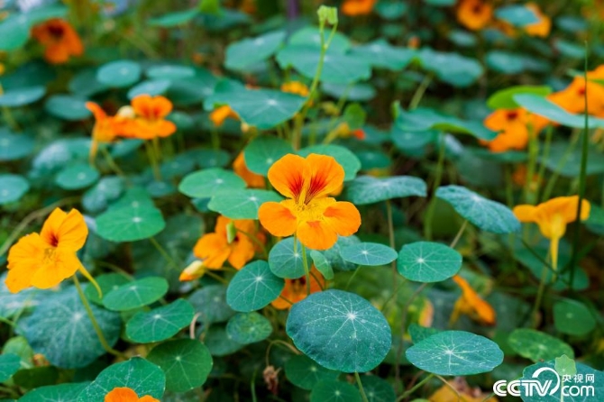 【新時(shí)代·幸福美麗新邊疆】小草也有大講究 “智慧”開出生態(tài)修復(fù)新“良方” 【新時(shí)代·幸福美麗新邊疆】小草也有大講究 “智慧”開出生態(tài)修復(fù)新“良方”