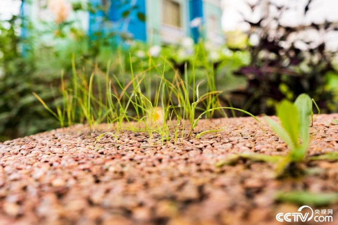 【新時(shí)代·幸福美麗新邊疆】小草也有大講究 “智慧”開出生態(tài)修復(fù)新“良方” 【新時(shí)代·幸福美麗新邊疆】小草也有大講究 “智慧”開出生態(tài)修復(fù)新“良方”