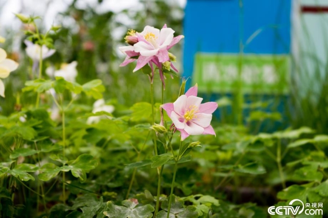 【新時(shí)代·幸福美麗新邊疆】小草也有大講究 “智慧”開出生態(tài)修復(fù)新“良方” 【新時(shí)代·幸福美麗新邊疆】小草也有大講究 “智慧”開出生態(tài)修復(fù)新“良方”