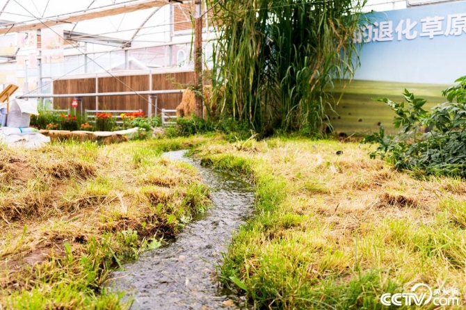 【新時(shí)代·幸福美麗新邊疆】小草也有大講究 “智慧”開出生態(tài)修復(fù)新“良方” 【新時(shí)代·幸福美麗新邊疆】小草也有大講究 “智慧”開出生態(tài)修復(fù)新“良方”