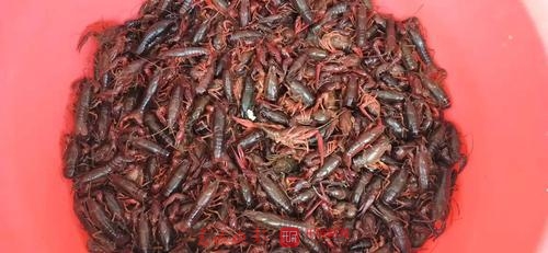 20190806164909L8Q9W9n 20190806164909L8Q9W9n