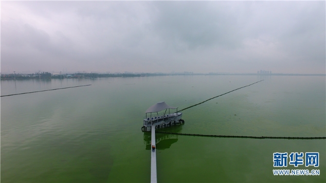 幾年前，對(duì)于藍(lán)藻一無所知的張文建初到工作崗位時(shí)，內(nèi)心充滿著激動(dòng)和好奇，激動(dòng)是因?yàn)樗K于能夠?yàn)榄h(huán)境治理貢獻(xiàn)一份力，好奇是因?yàn)樗⒉恢浪{(lán)藻是什么。