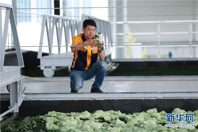 8龍門藻站的出現(xiàn)，不僅讓像張文建一樣的打撈工人們告別了“泡”在滇池里撈藻的日子，也加快了藍(lán)藻治理的速度。截至2018年底，藻站七年來累計(jì)打撈處理藻水約1658萬立方米，生產(chǎn)藻泥約3.85萬噸。