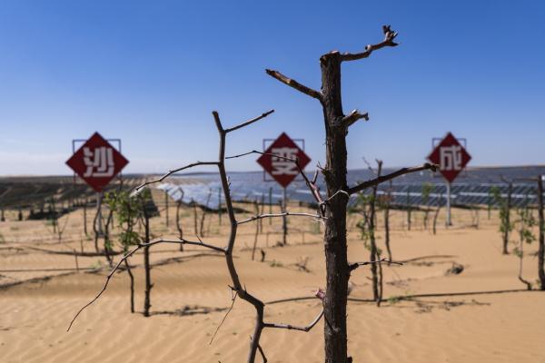 【新時(shí)代·幸福美麗新邊疆】達(dá)拉特光伏發(fā)電應(yīng)用領(lǐng)跑基地:把黃沙變成“黃金” 【新時(shí)代·幸福美麗新邊疆】達(dá)拉特光伏發(fā)電應(yīng)用領(lǐng)跑基地:把黃沙變成“黃金”