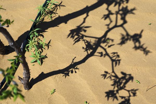 【新時(shí)代·幸福美麗新邊疆】達(dá)拉特光伏發(fā)電應(yīng)用領(lǐng)跑基地:把黃沙變成“黃金” 【新時(shí)代·幸福美麗新邊疆】達(dá)拉特光伏發(fā)電應(yīng)用領(lǐng)跑基地:把黃沙變成“黃金”