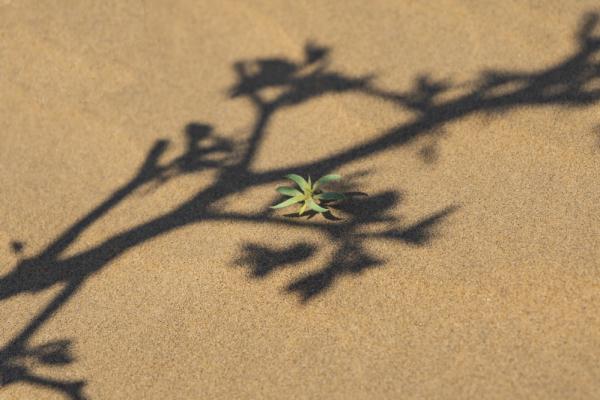 【新時(shí)代·幸福美麗新邊疆】達(dá)拉特光伏發(fā)電應(yīng)用領(lǐng)跑基地:把黃沙變成“黃金” 【新時(shí)代·幸福美麗新邊疆】達(dá)拉特光伏發(fā)電應(yīng)用領(lǐng)跑基地:把黃沙變成“黃金”