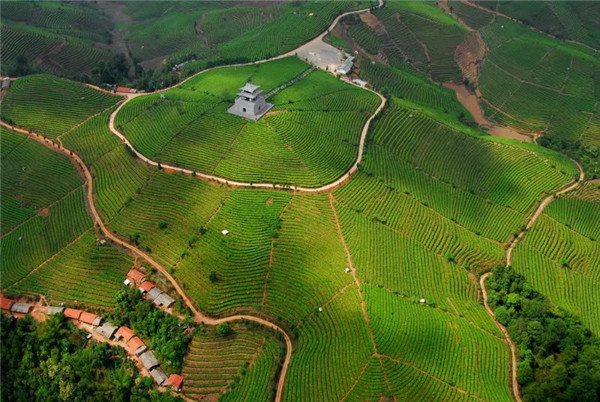 普洱市營盤山萬畝茶園
