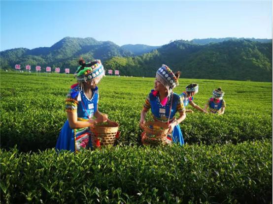 邊民采茶忙。供圖