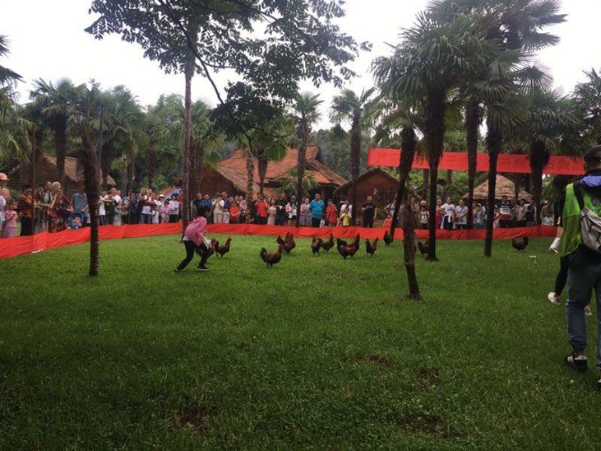 抓雞比賽 抓雞比賽