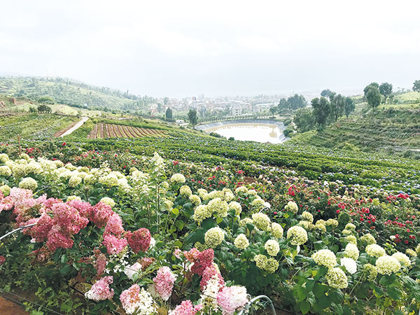 南國山花 南國山花