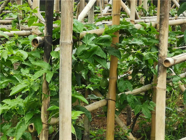 大寨村小組試種的百香果