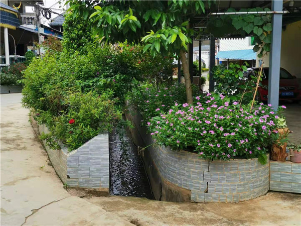 排水溝渠旁邊栽種了葉子花