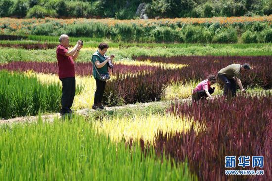 昆明宜良五彩稻田美如畫(huà)