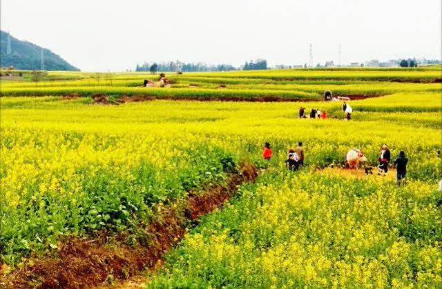 羅平油菜花2