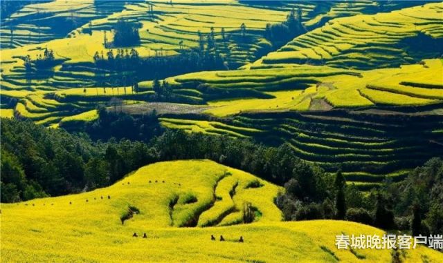 羅平 馬街梯田油菜花風(fēng)景美到爆