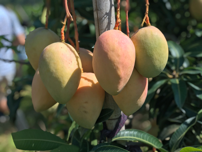 華坪芒果 華坪芒果