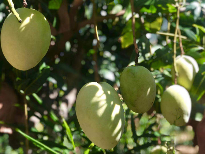 華坪芒果 (2) 華坪芒果 (2)