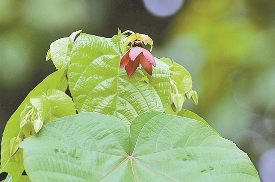 QQ截圖20190822084201