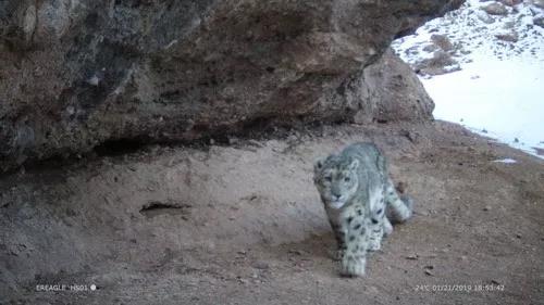 紅外相機(jī)在黃河源頭拍攝到的雪豹影像。新華社發(fā)