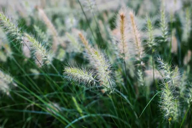 今日處暑！晚風(fēng)漸涼，有你心暖