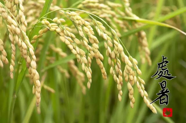 今日處暑！晚風(fēng)漸涼，有你心暖