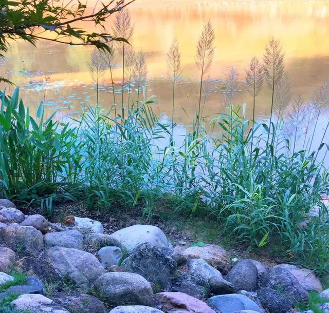 今日處暑！晚風(fēng)漸涼，有你心暖