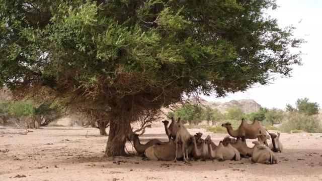 梁衡：見證我國(guó)第一顆原子彈爆炸，戈壁深處有棵“夫妻樹”