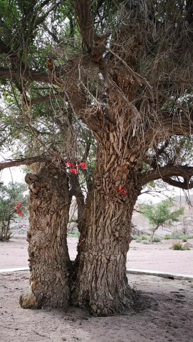 梁衡：見證我國(guó)第一顆原子彈爆炸，戈壁深處有棵“夫妻樹”