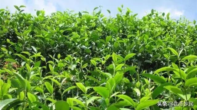 景洪市大渡崗鄉(xiāng)