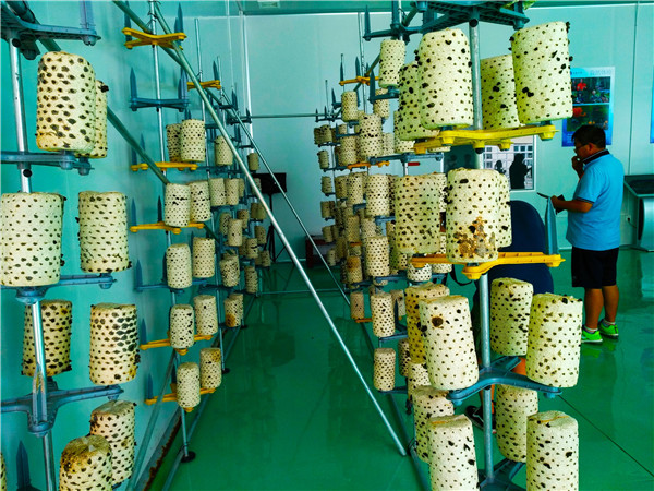 上海市在紅河縣對(duì)口支援的食用菌種培育研究中心。記者江楓 攝