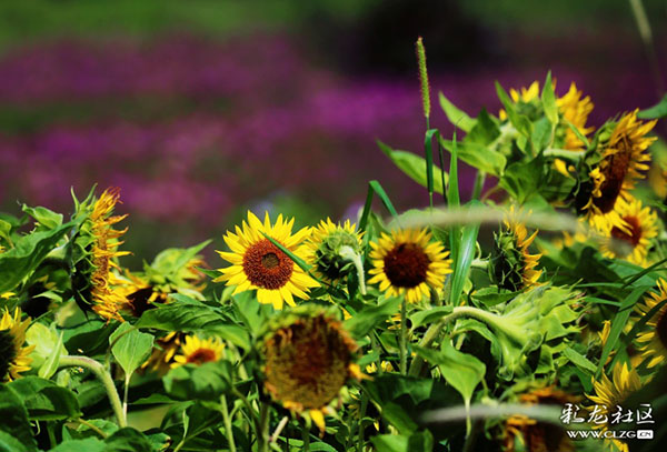 名花谷 向日葵  彩龍網(wǎng)友 “和” 攝