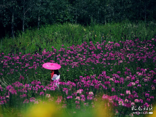 名花谷一角  彩龍網(wǎng)友“五月紅“ 攝 (2)