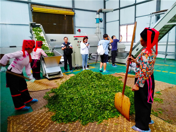 牛鞏村茶葉合作社的生產(chǎn)場景。記者江楓 攝(1)