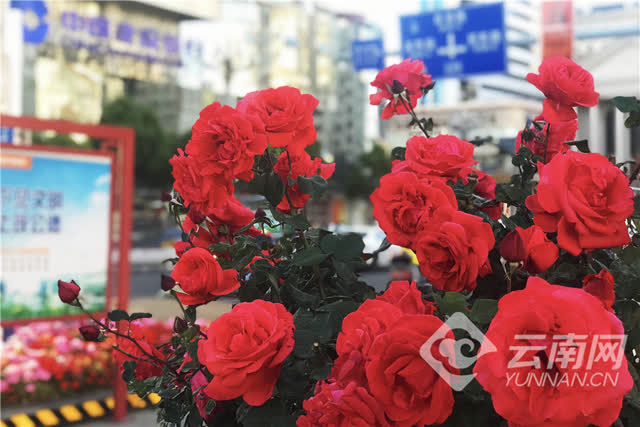 北京路的“鮮花角” 記者 賀凱 攝1