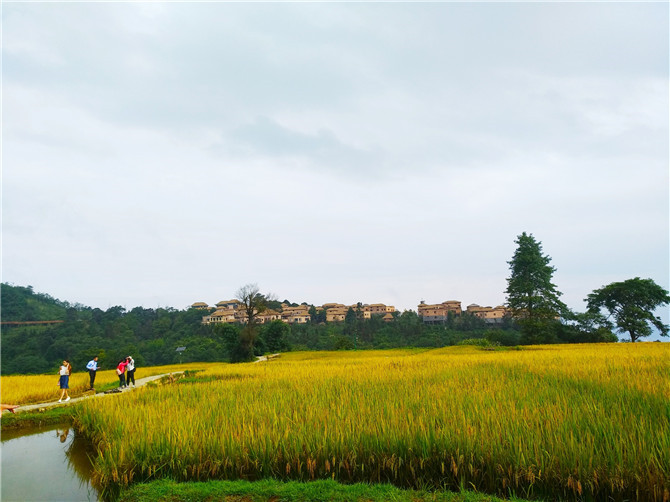 哈尼梯田的“四素同構(gòu)”，非常適合“稻魚(yú)鴨”的綜合種養(yǎng)。記者江楓 攝1