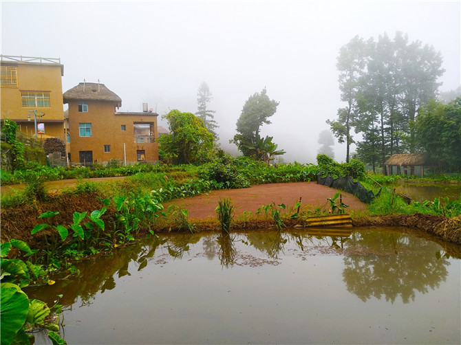 哈尼梯田的“四素同構(gòu)”，非常適合“稻魚(yú)鴨”的綜合種養(yǎng)。記者江楓 攝3