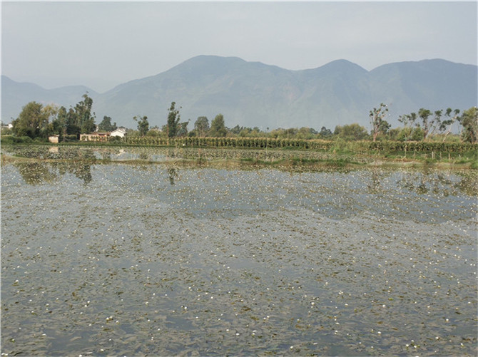 海菜種植基地。記者刁鳳云攝