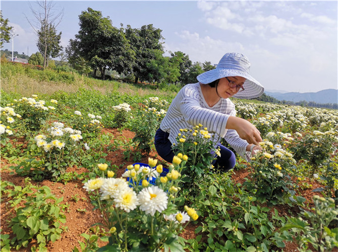 采摘貢菊。