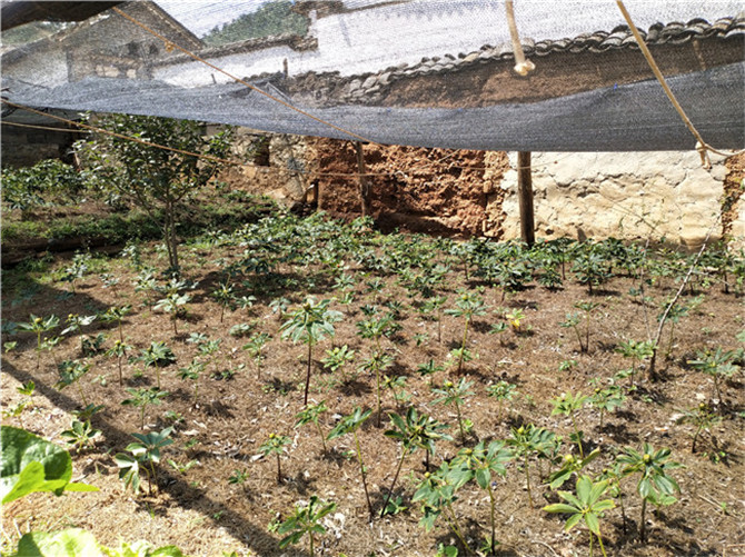 楊發(fā)全發(fā)展“庭院經(jīng)濟”，庭院種滿了重樓。記者刁鳳云攝