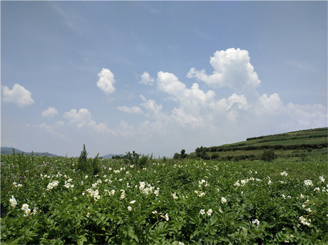 海拔2700米的洋芋種植基地。記者刁鳳云攝