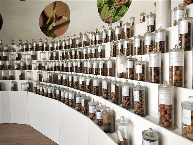 漾濞縣核桃標(biāo)本。記者刁鳳云攝