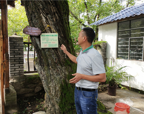 光明村村委會(huì)主任魏定奎介紹蘇果興家的古核桃樹拍賣價(jià)格。記者刁鳳云攝