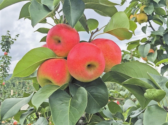 2019090208_res07_attpic_brief