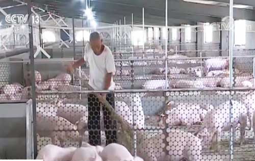 記者調(diào)查 豬肉穩(wěn)產(chǎn)保供措施頻出 養(yǎng)殖戶信心增強(qiáng) 正擴(kuò)大產(chǎn)能