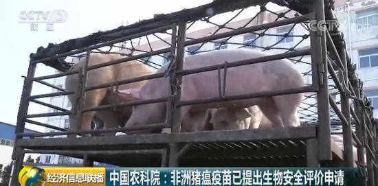 重大突破! 中國農科院發(fā)布一條好消息 有關豬瘟疫苗