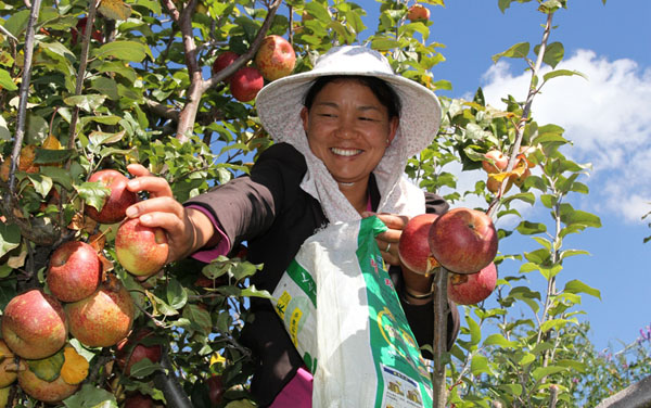 漾濞李家莊，一村民正在采摘蘋果。