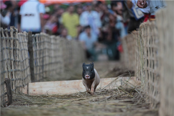 九鄉(xiāng)分會場“小豬快跑”比賽。